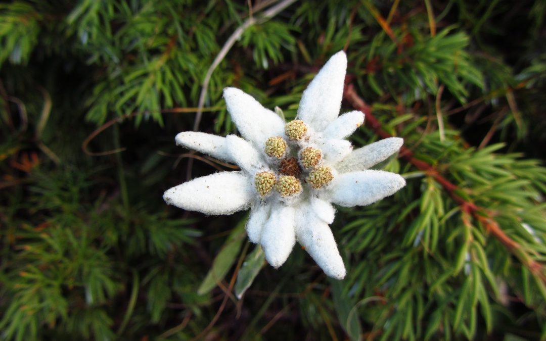 Protection de la flore suisse – Ce qu’il faut savoir